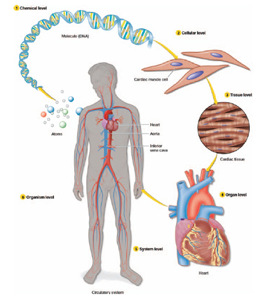 the five levels of organization of a living body